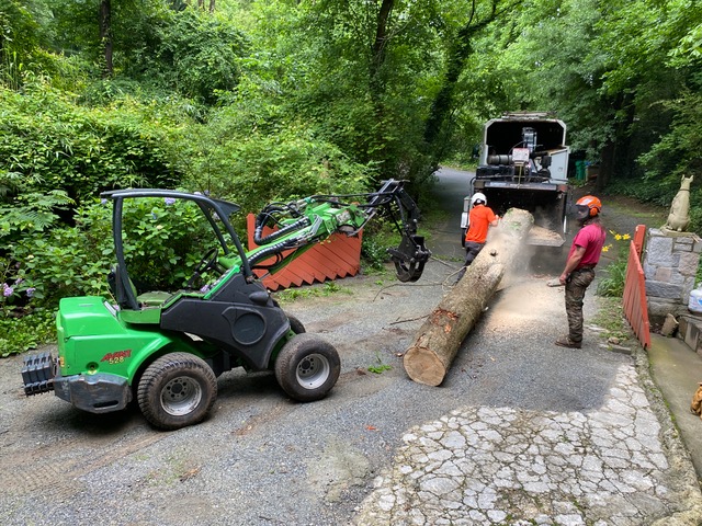 Tree removal