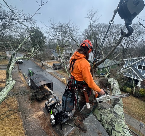 Appleseed Tree Service tree service work