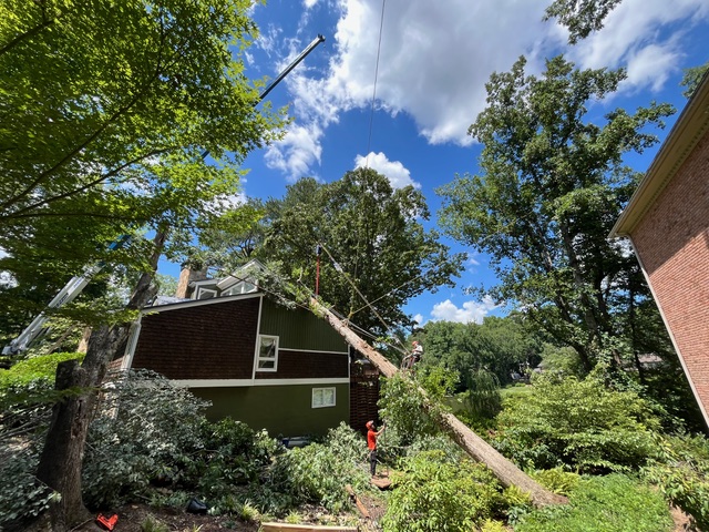 Tree services