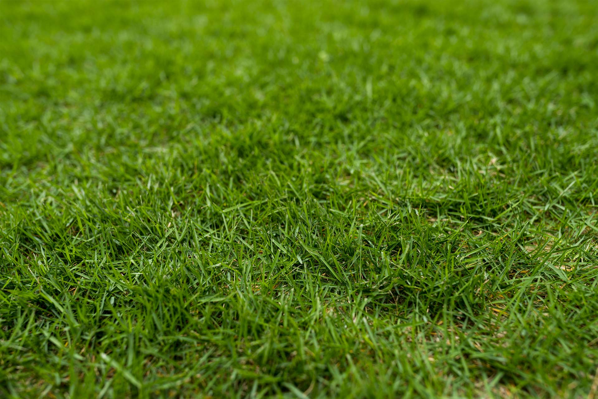 Green lawn on ground PT9KCVE