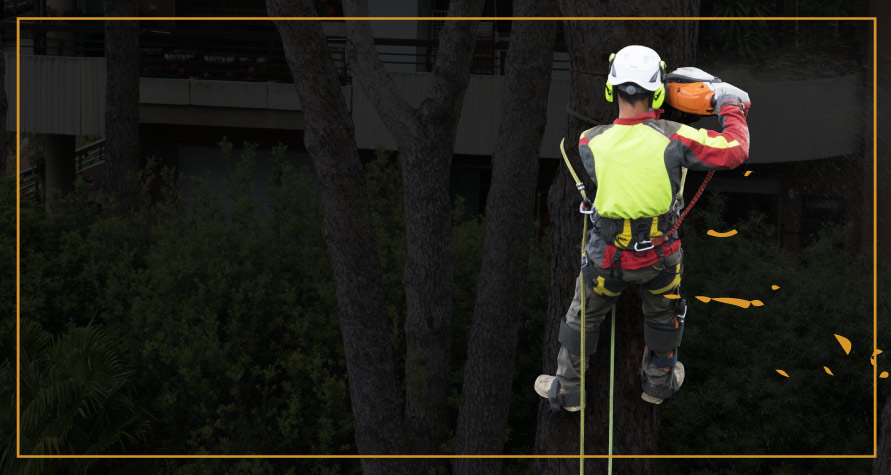Tree trimming