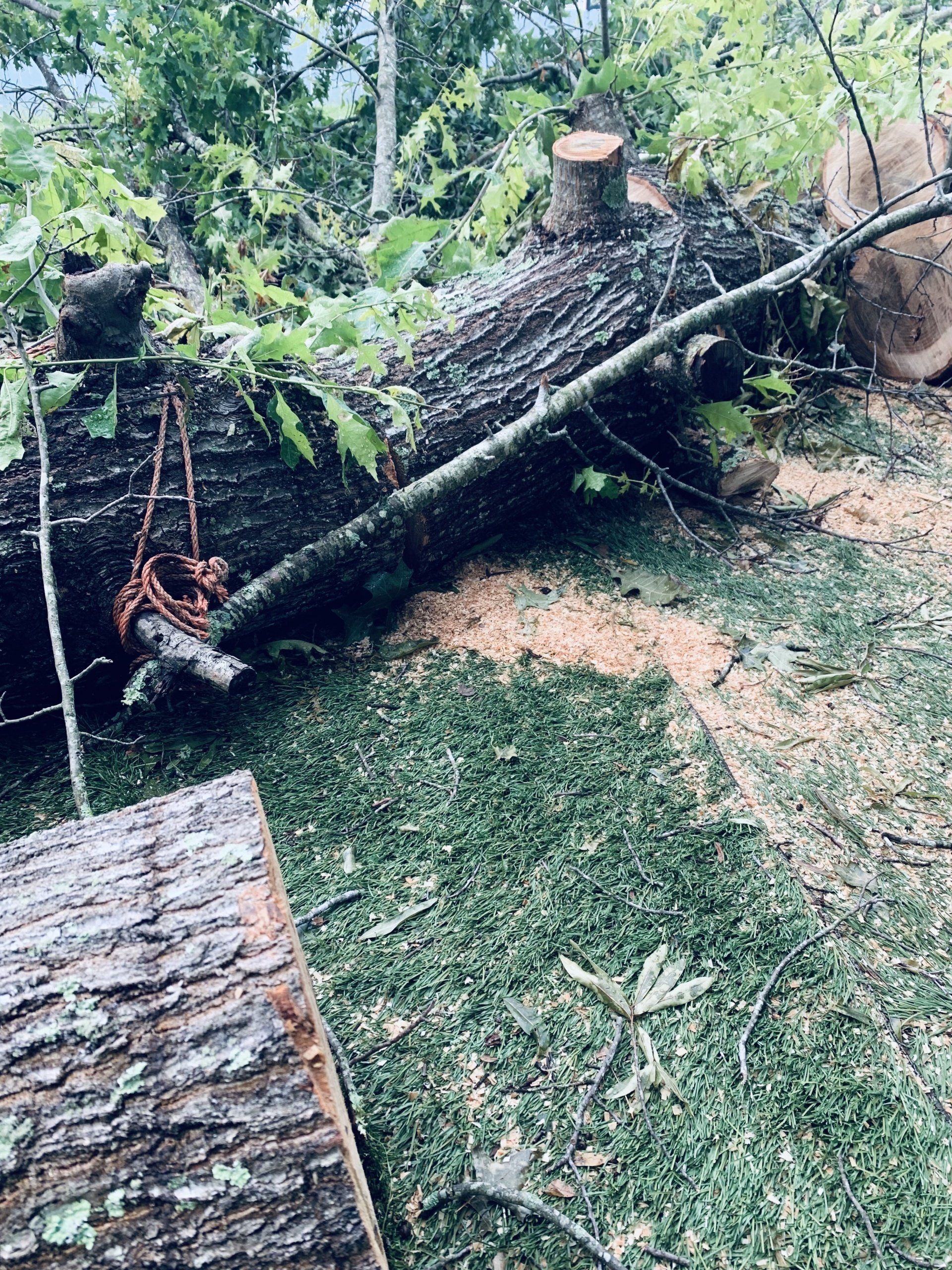 Downed+Tree+5 1920w