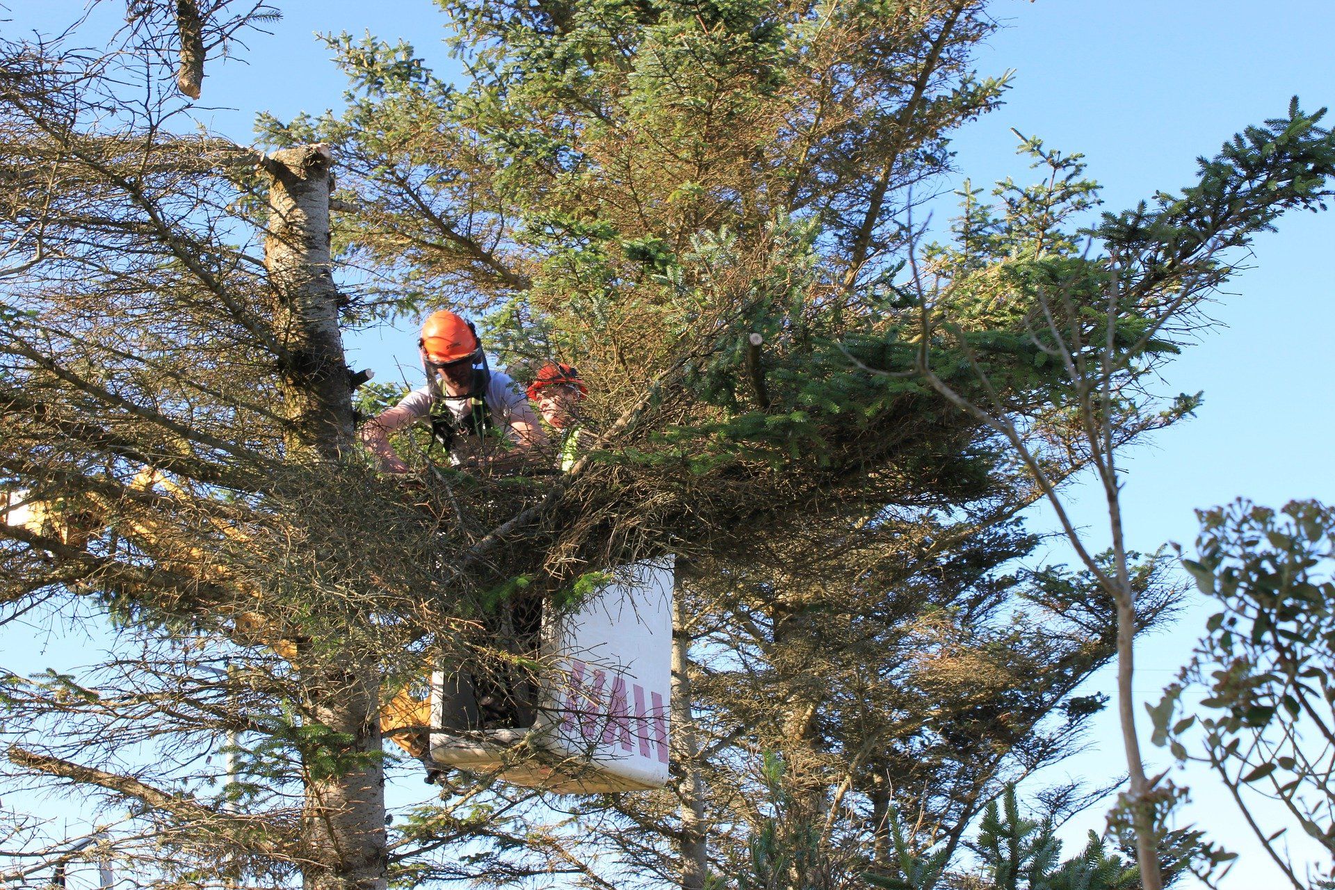 Tree surgery 1920w