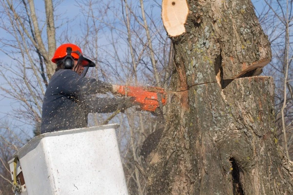 Tree service