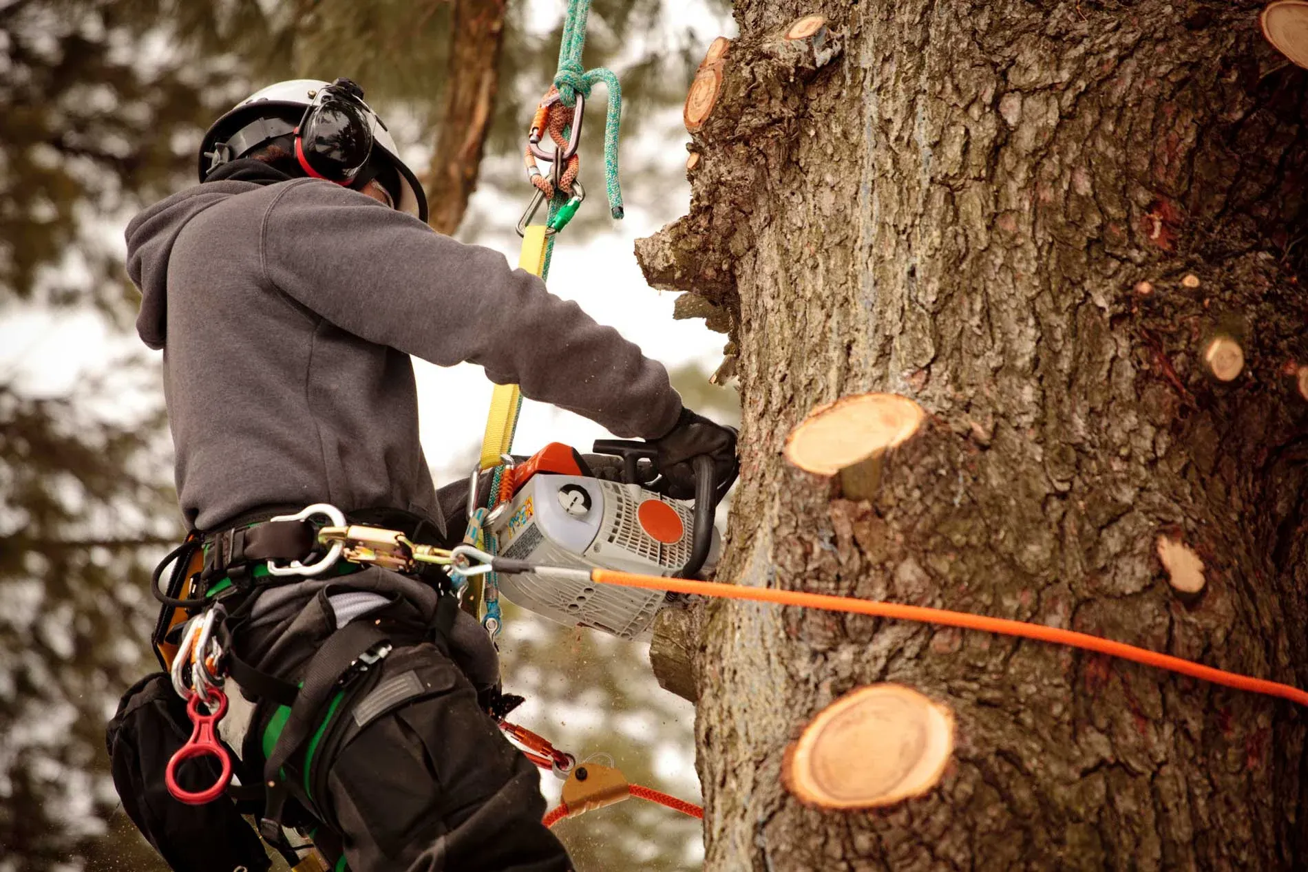 Photo of HEAVENS GATE TREE SERVICE