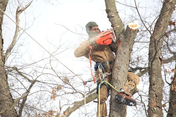 Tree Removal