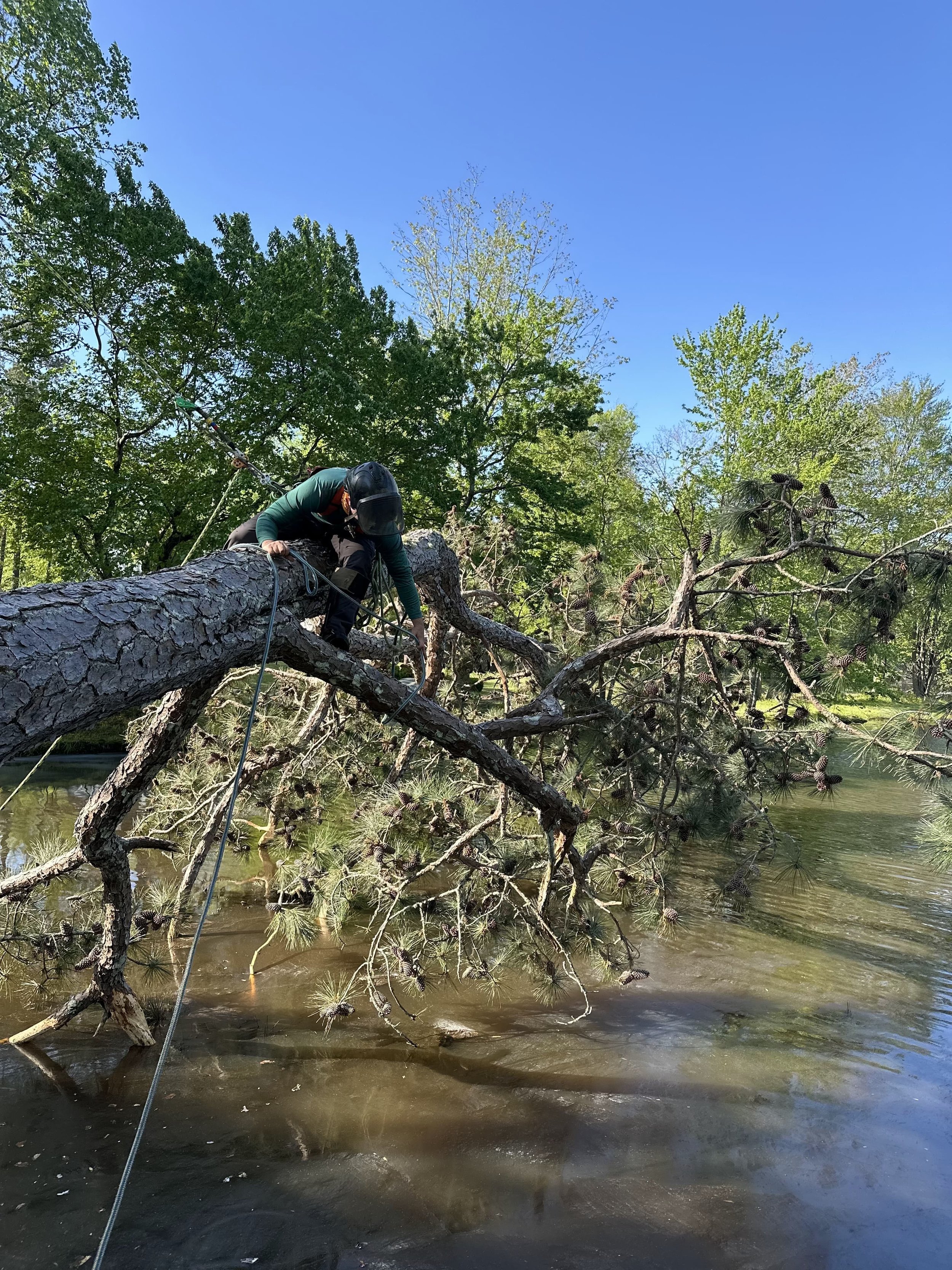 Photo of Tree-Ops LLC