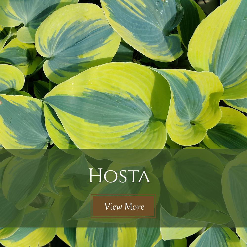 Hosta