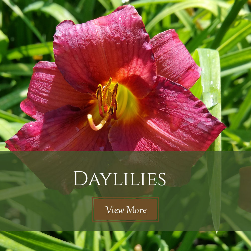 Daylily