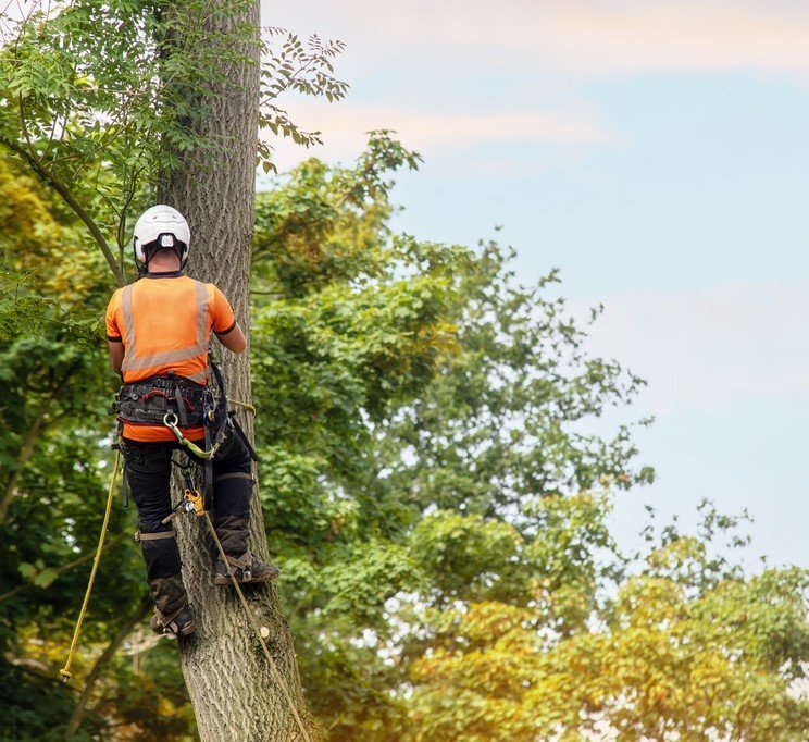 Photo of Freeman's Tree Care, Inc.