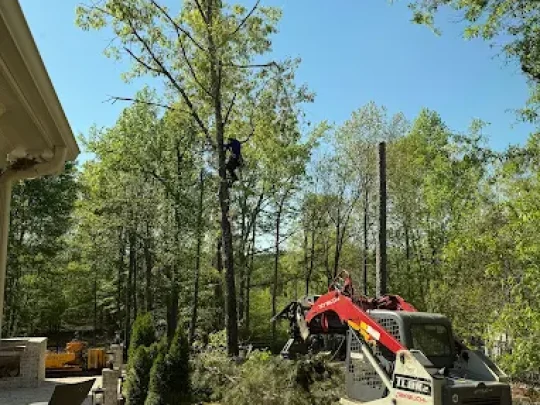 Tree cutting in athens