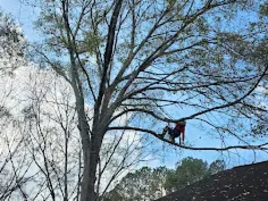Tree service in athens