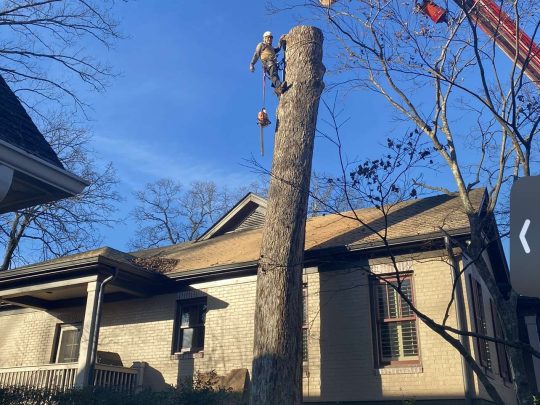 Tree Removal Athens GA