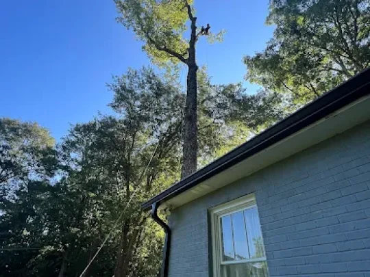 Tree trimming in athens