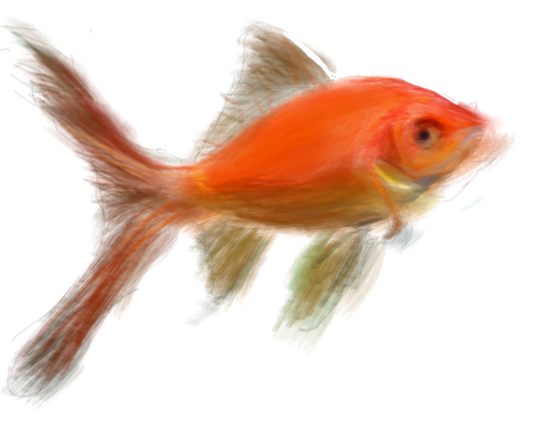 goldfish