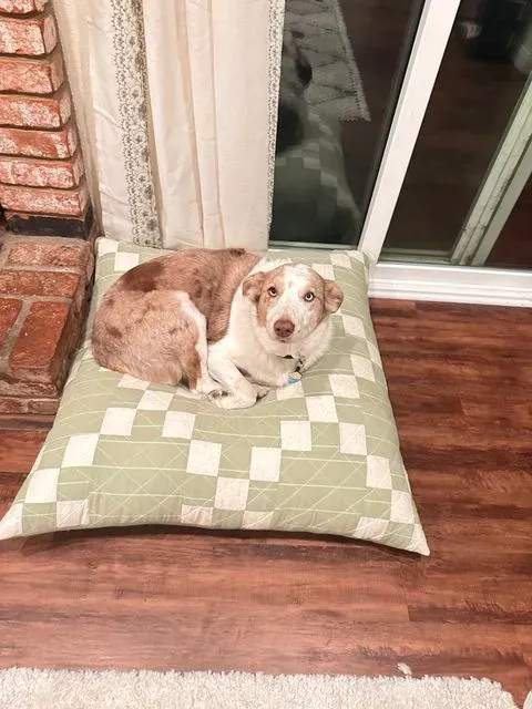 Ellie’s Irish chain dog Bed