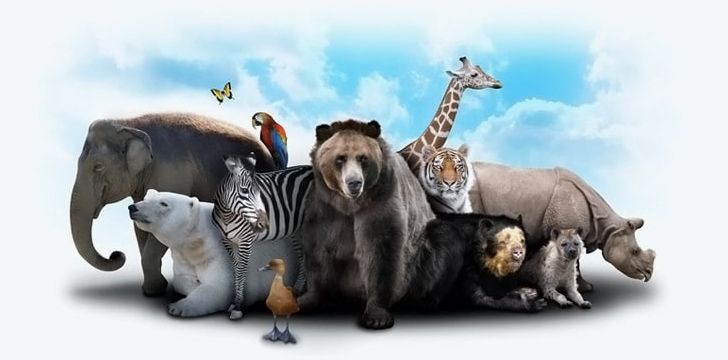 Animals_Most_living_animal_species 