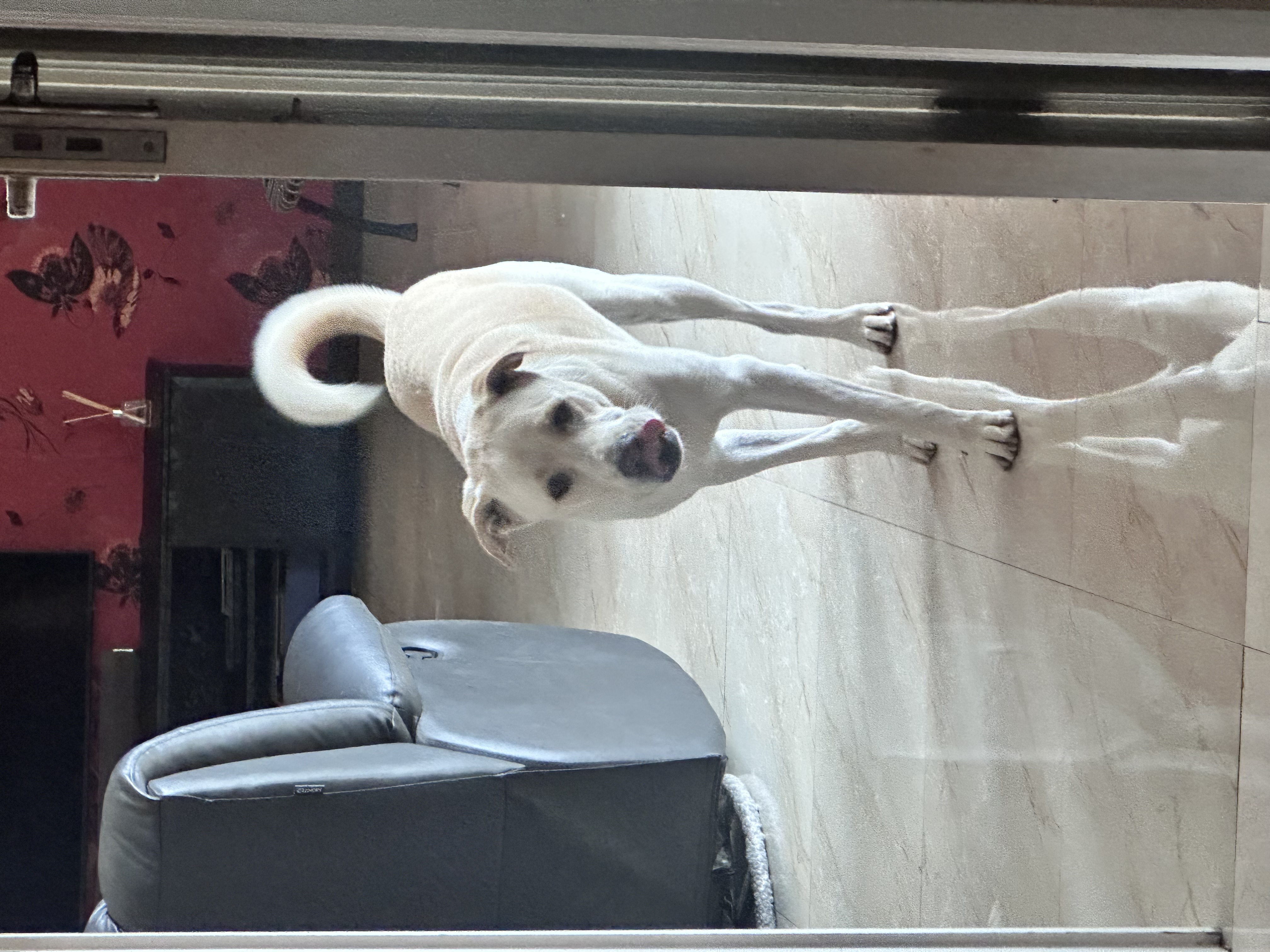 Happy the dog