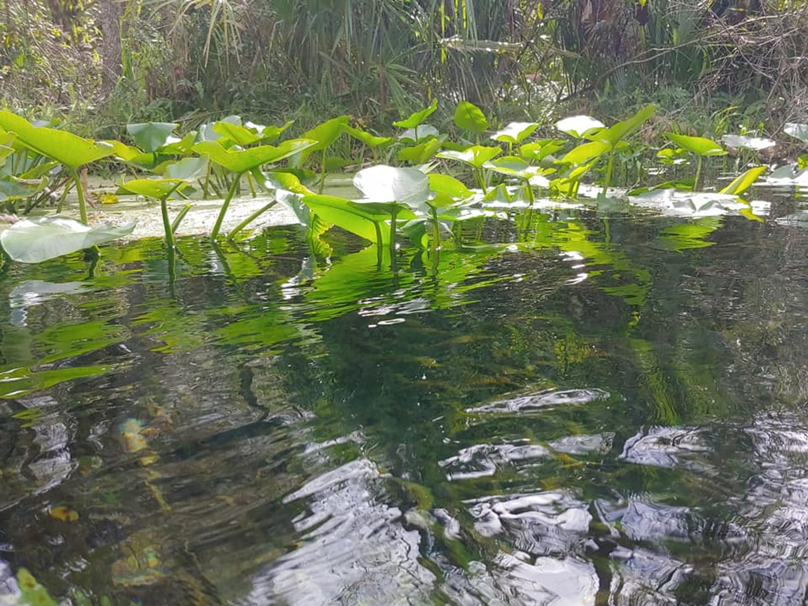 Kelly Park Rock Springs | MyApopka.com