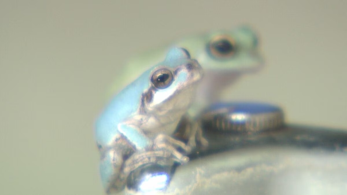 🐸 Rare Light Blue Frog Now on Display at Umitamago Aquarium