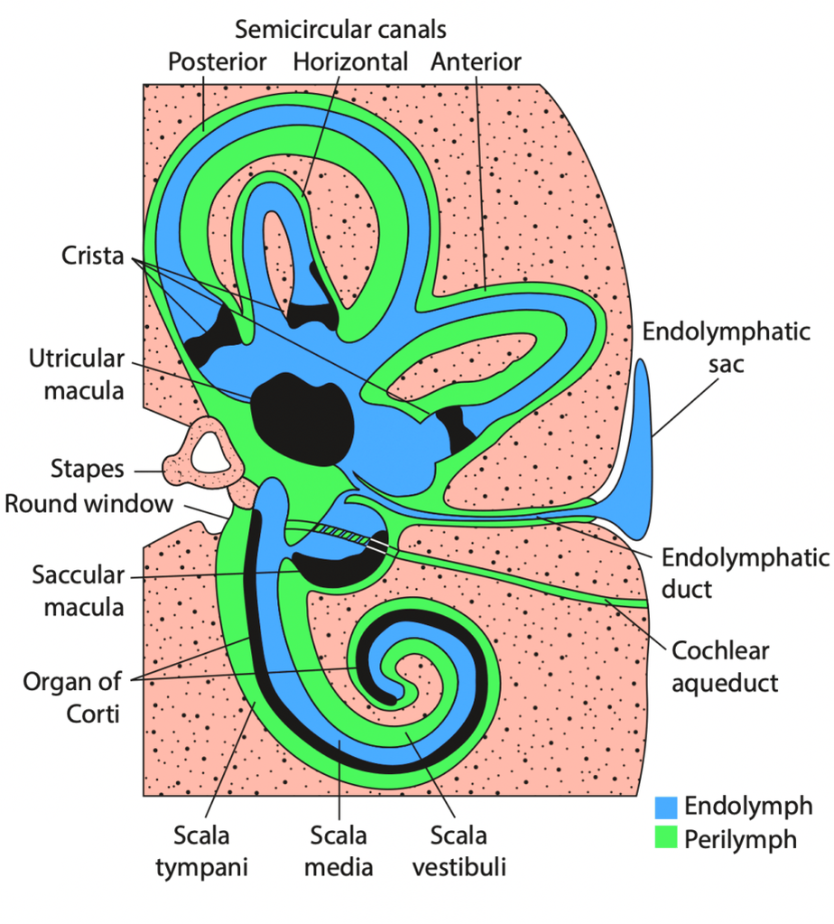 Meniere's disease is often linked to fluid buildup in the inner ear chambers.