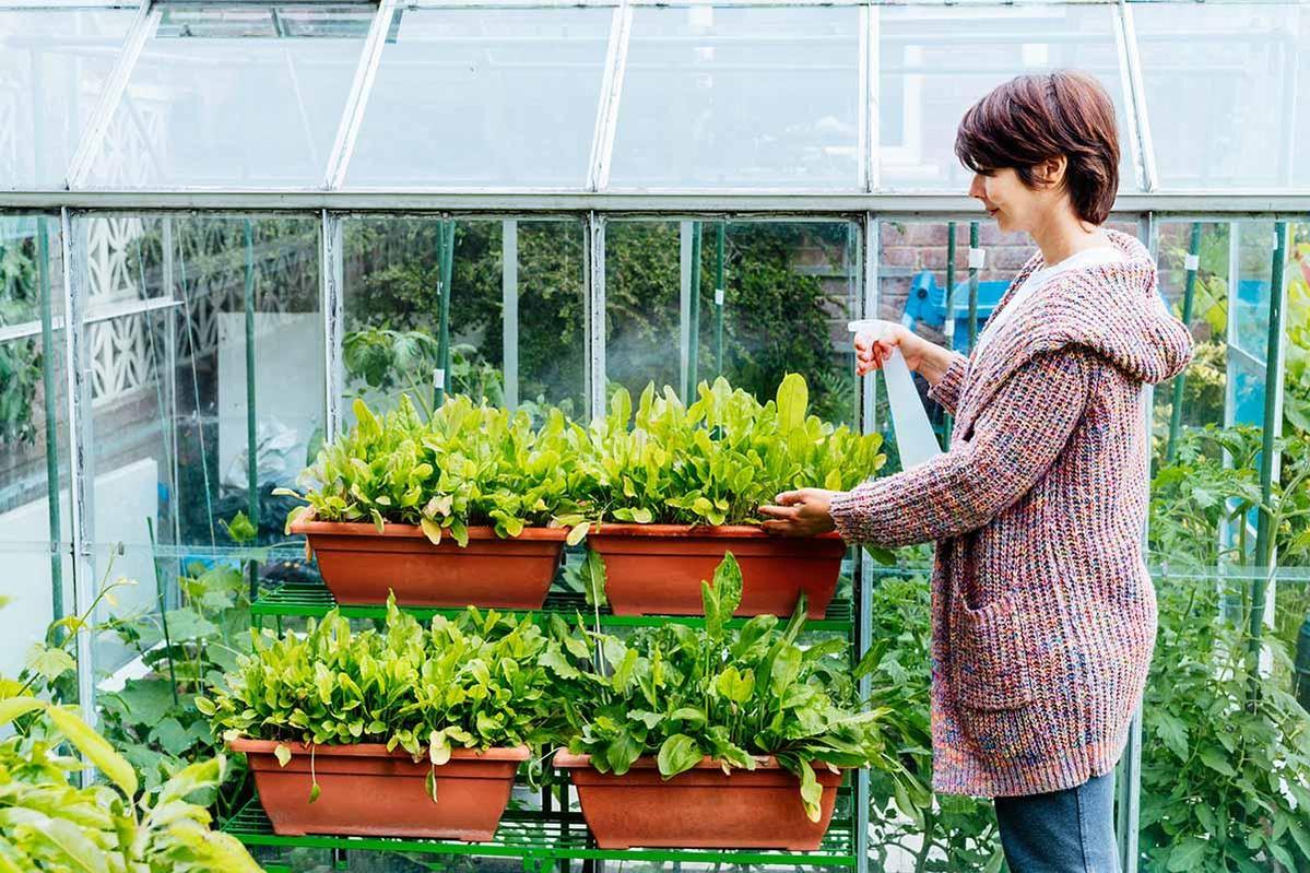 By collaborating with local farmers, Ahn successfully cultivated hard-to-find Korean ingredients locally in Russia.