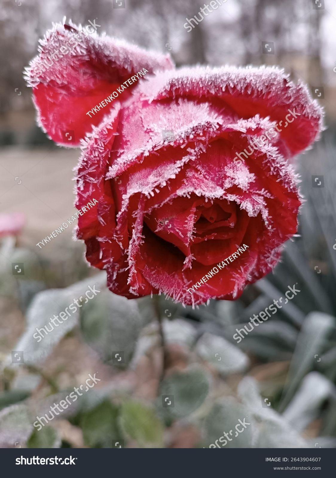 The frozen rose serves as a powerful metaphor for Anastasia's beauty preserved in isolation.
