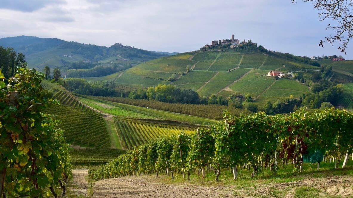 Meticulous vineyard management and low yields form the foundation of Sandrone's viticulture.