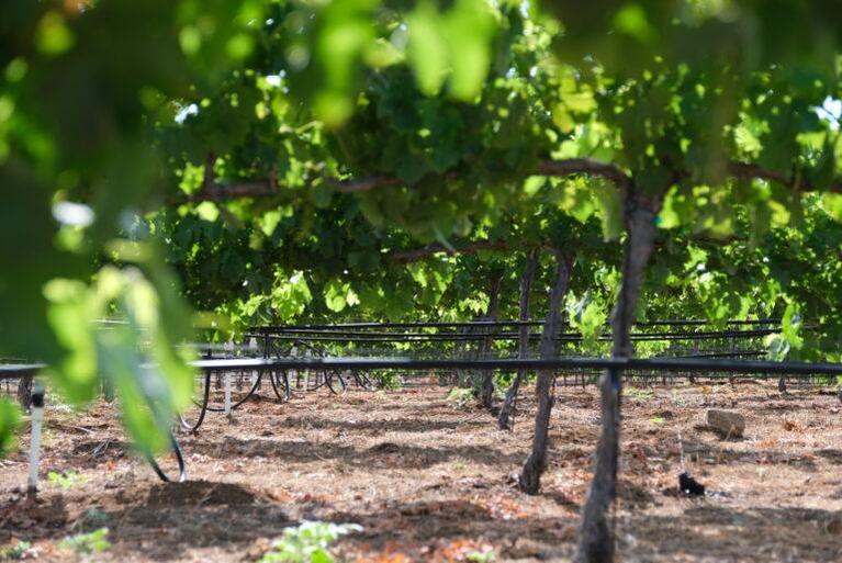 Sustainable and organic practices are implemented across all Sandrone vineyards to protect the delicate ecosystem.