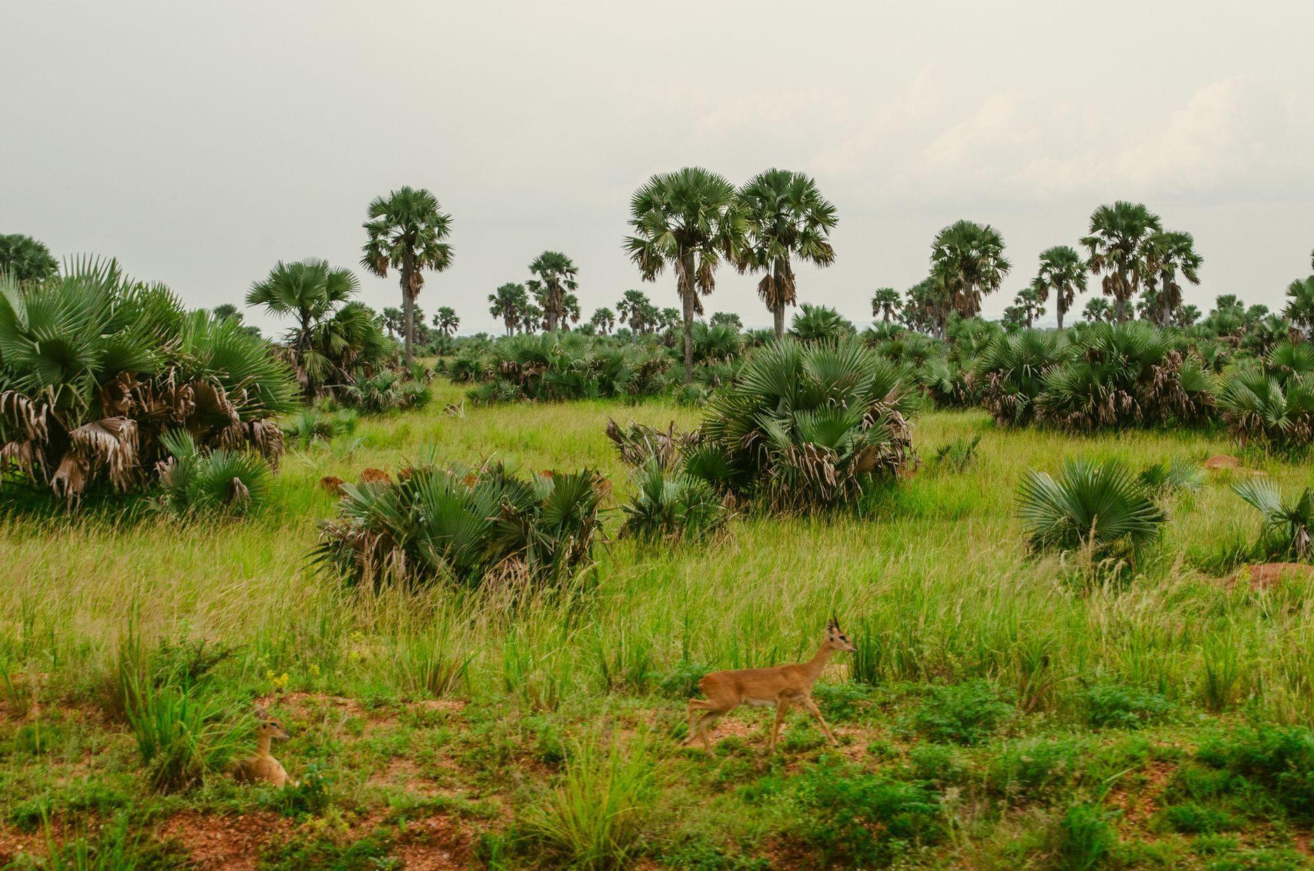 General visual reference for Geographic Distribution and Habitat. Source: Pexels / Photo by Shakur Leni / Pexels License / https://www.pexels.com/photo/lush-savannah-landscape-with-wildlife-in-uganda-31938883/