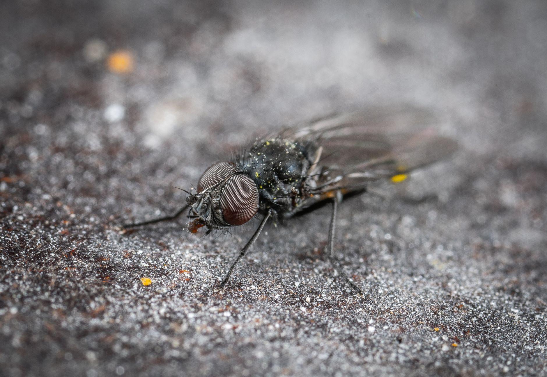 General visual reference for Anatomy and Morphology of the Adult Mango Fly. Source: Pexels / Photo by Egor Kamelev / Pexels License / https://www.pexels.com/photo/a-black-fly-on-gray-sand-in-macro-photography-8020428/