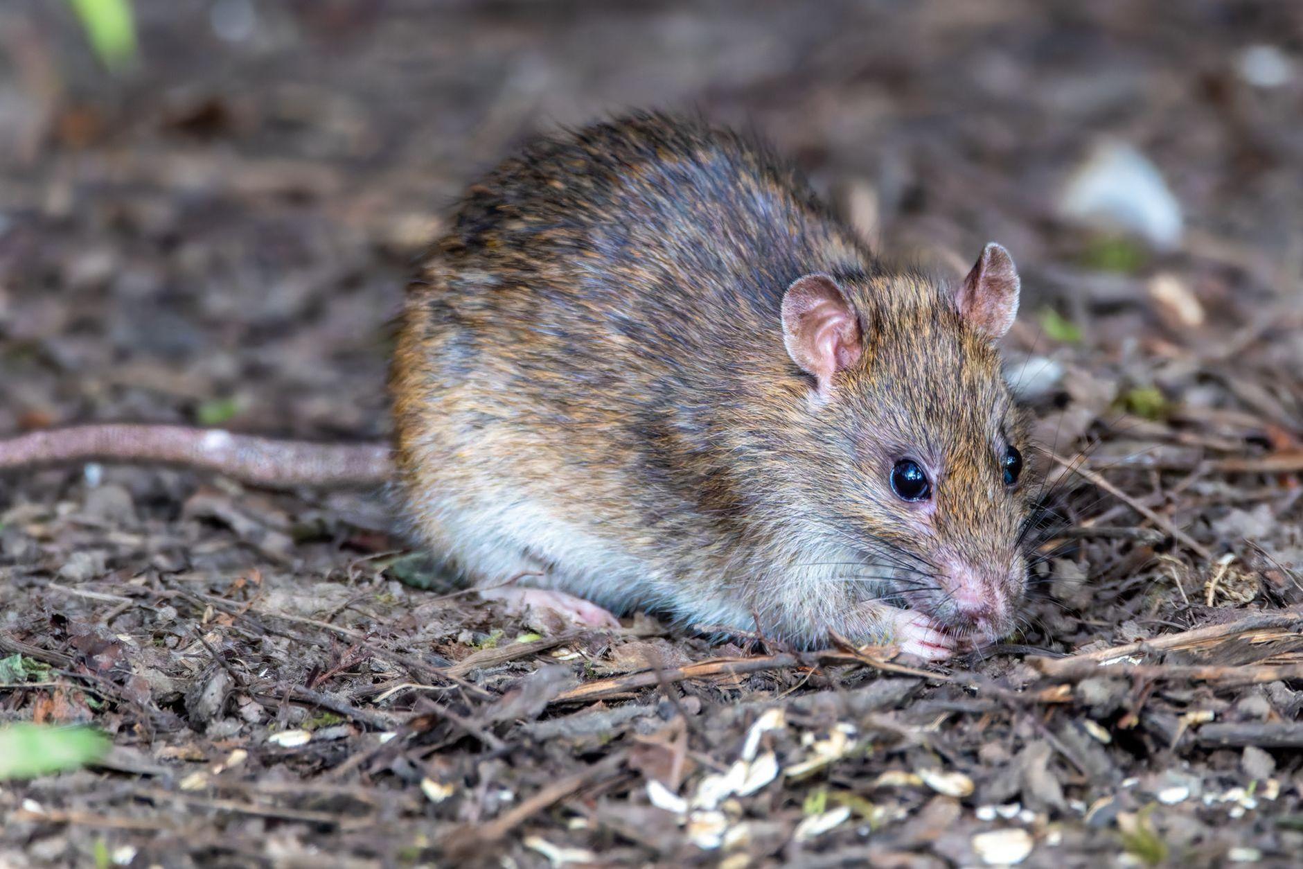 General visual reference for Larval Development and Host Selection. Source: Pexels / Photo by Siegfried Poepperl / Pexels License / https://www.pexels.com/photo/close-up-of-a-brown-rat-in-the-forest-31370717/