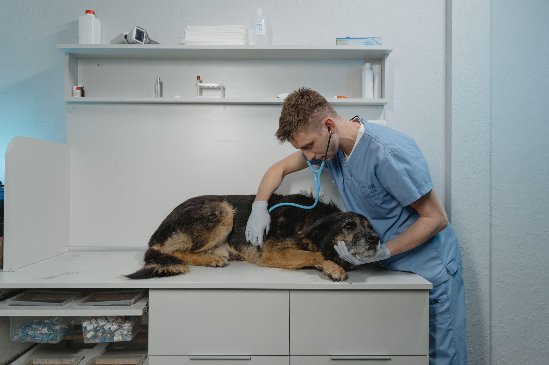 General visual reference for Clinical Presentation and Impact on Domestic Animals. Source: Pexels / Photo by Tima Miroshnichenko / Pexels License / https://www.pexels.com/photo/a-vet-checking-a-sick-rough-collie-6235231/