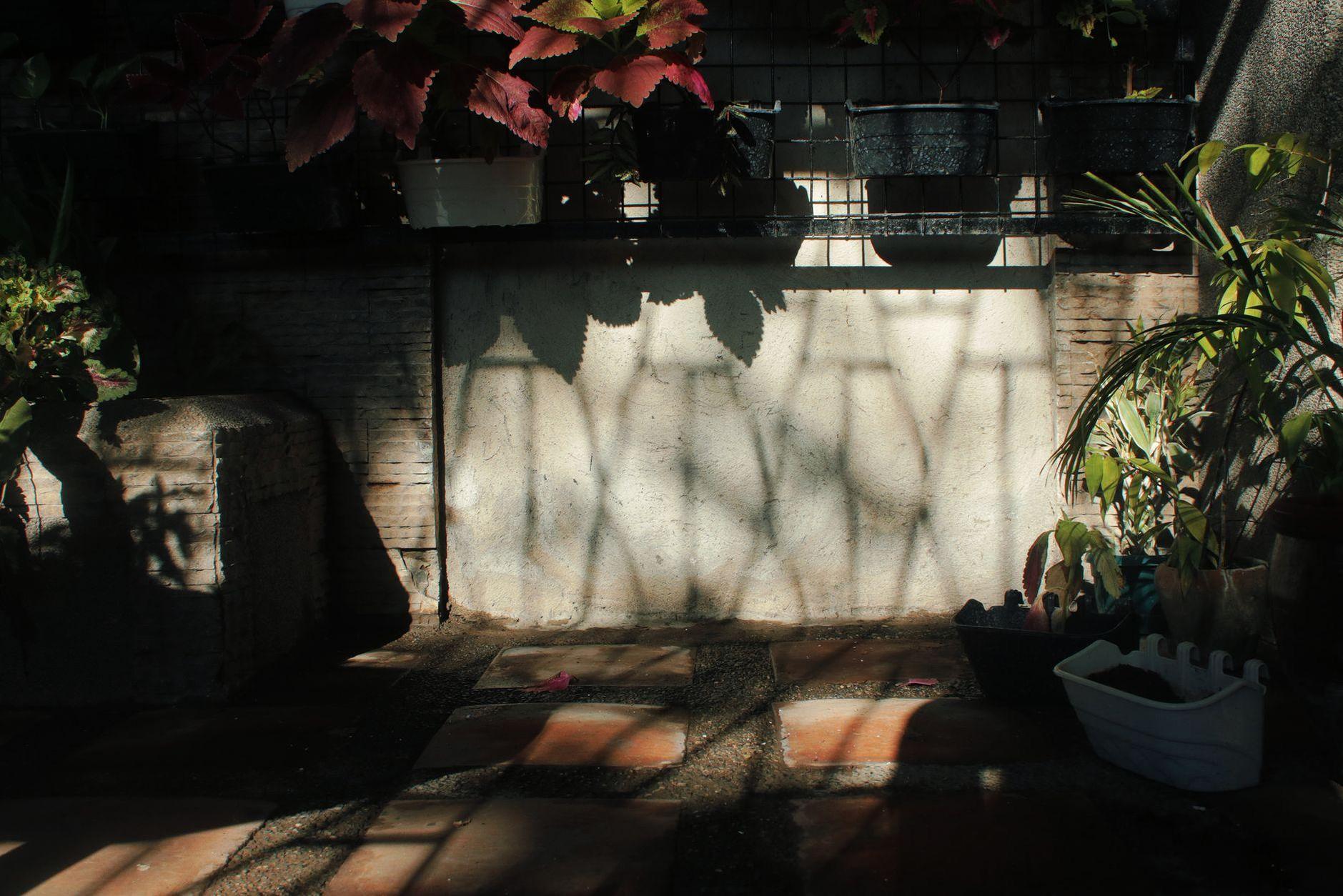 General visual reference for Environmental Control and Vector Management. Source: Pexels / Photo by Nothing Ahead / Pexels License / https://www.pexels.com/photo/potted-plants-near-wall-in-backyard-7400903/