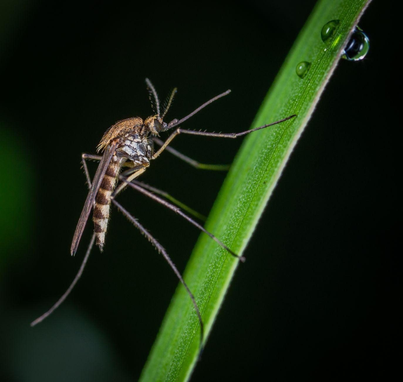 General visual reference for Comparison with Other Myiasis-Causing Species. Source: Pexels / Photo by Egor Kamelev / Pexels License / https://www.pexels.com/photo/brown-and-black-mosquito-on-green-stem-macro-photography-1149668/