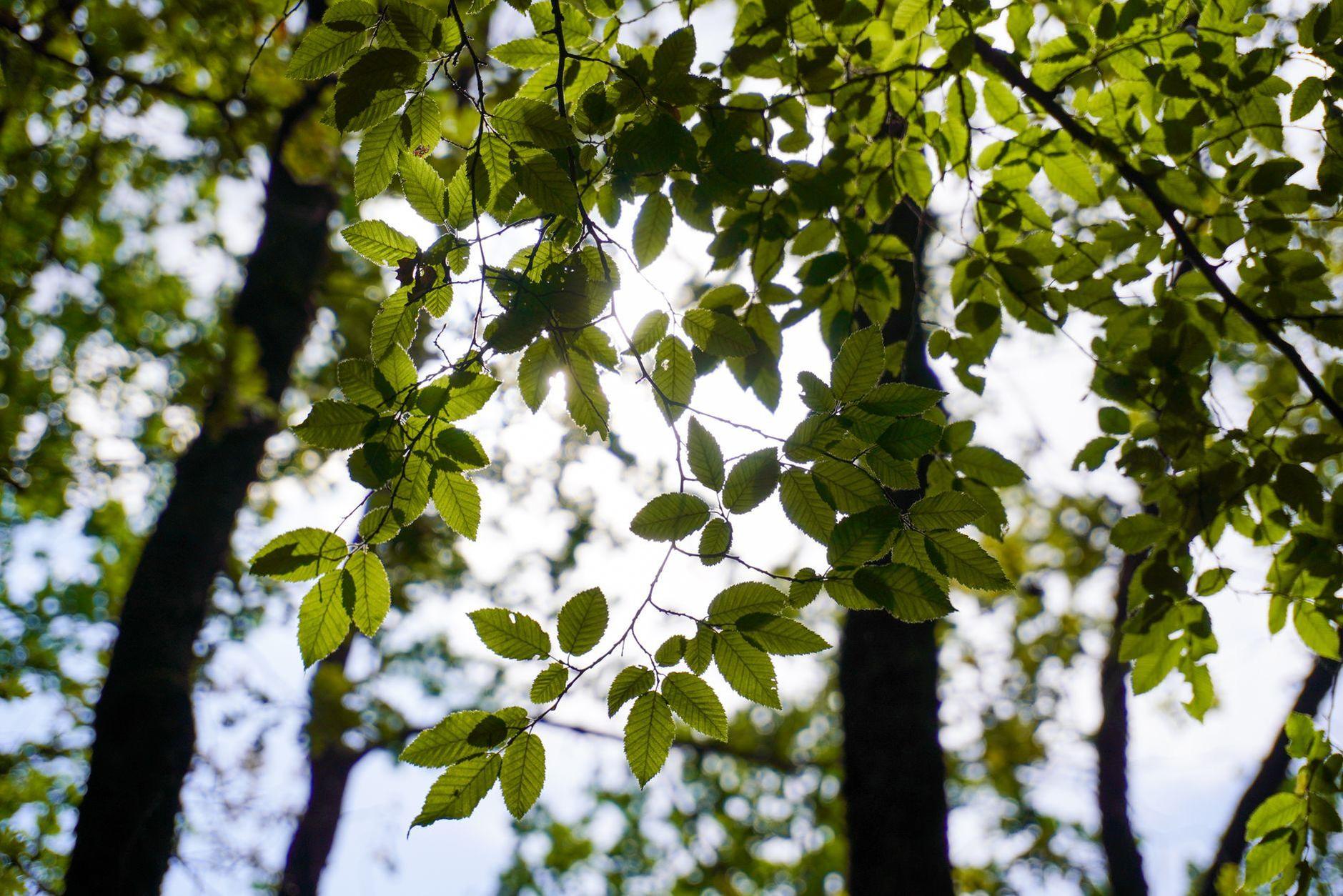 General visual reference for Navigating Creative Slumps and Personal Well-being. Source: Pexels / Photo by Gianluca Buonaiuto / Pexels License / https://www.pexels.com/photo/sunlit-green-leaves-in-forest-canopy-29731003/