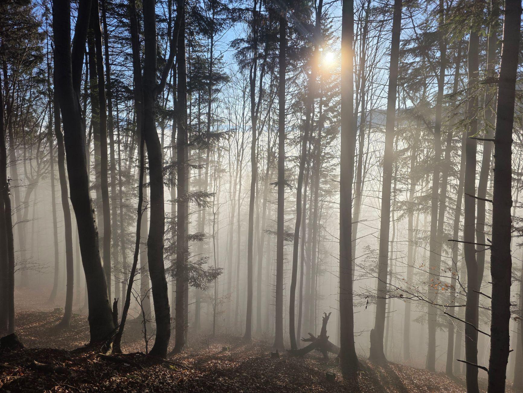 General visual reference for The Courageous Battle with Cancer. Source: Pexels / Photo by Viliam Kudelka / Pexels License / https://www.pexels.com/photo/misty-forest-with-sunlight-filtering-through-trees-35328067/