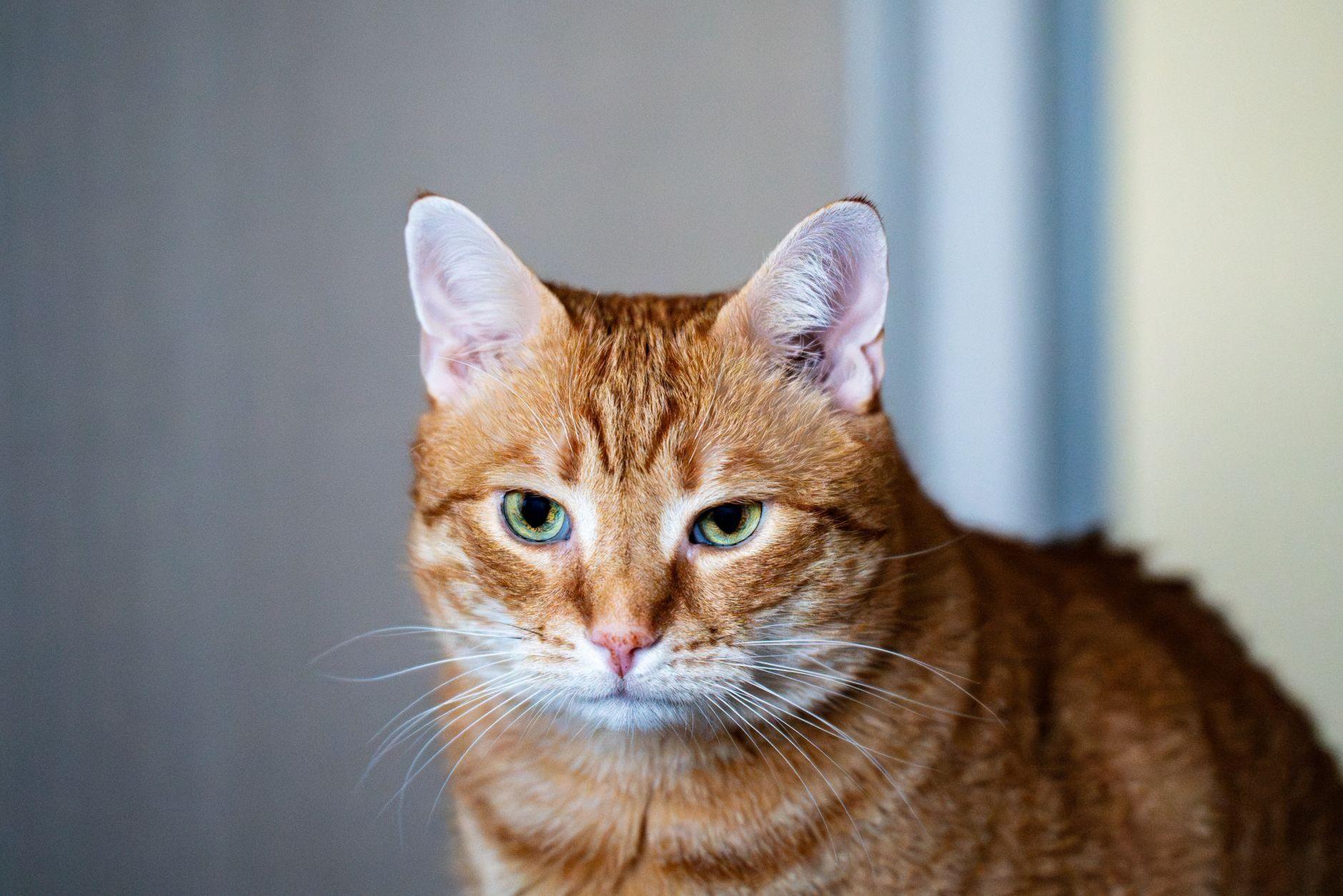 General visual reference for The Cultural Phenomenon of Yo-kai Watch. Source: Pexels / Photo by Michał Robak / Pexels License / https://www.pexels.com/photo/close-up-portrait-of-orange-tabby-cat-29796597/