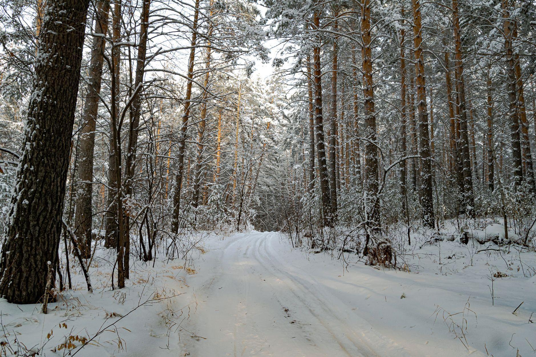 General visual reference for Redefining Korean Melodrama: 'A Man and a Woman' (2016). Source: Pexels / Photo by Aleksandr Gorlov / Pexels License / https://www.pexels.com/photo/a-path-on-snow-covered-forest-during-winter-11055672/
