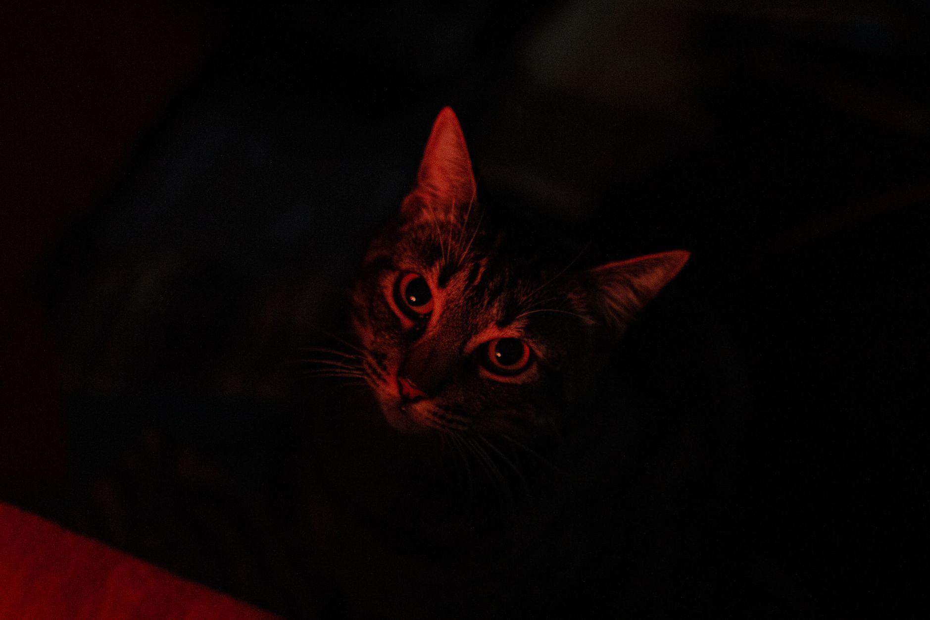 General visual reference for The Paradoxical Contrast of Innocence and Vice. Source: Pexels / Photo by Lucas Pezeta / Pexels License / https://www.pexels.com/photo/close-up-shot-of-a-cat-8254122/