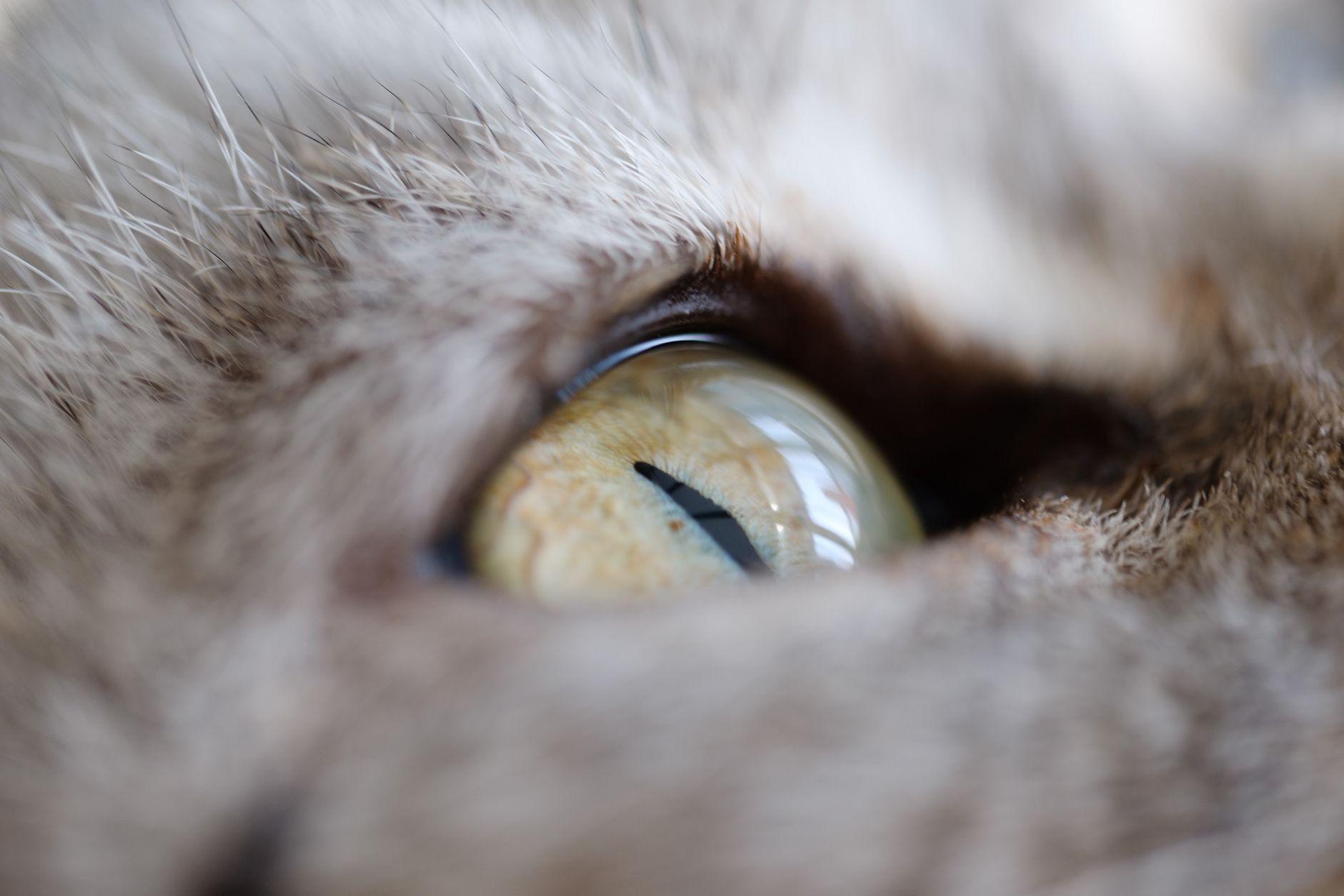 General visual reference for Comparison with Other Cynical Animal Memes. Source: Pexels / Photo by Peng Louis / Pexels License / https://www.pexels.com/photo/close-up-photography-of-a-cat-s-eye-1643465/