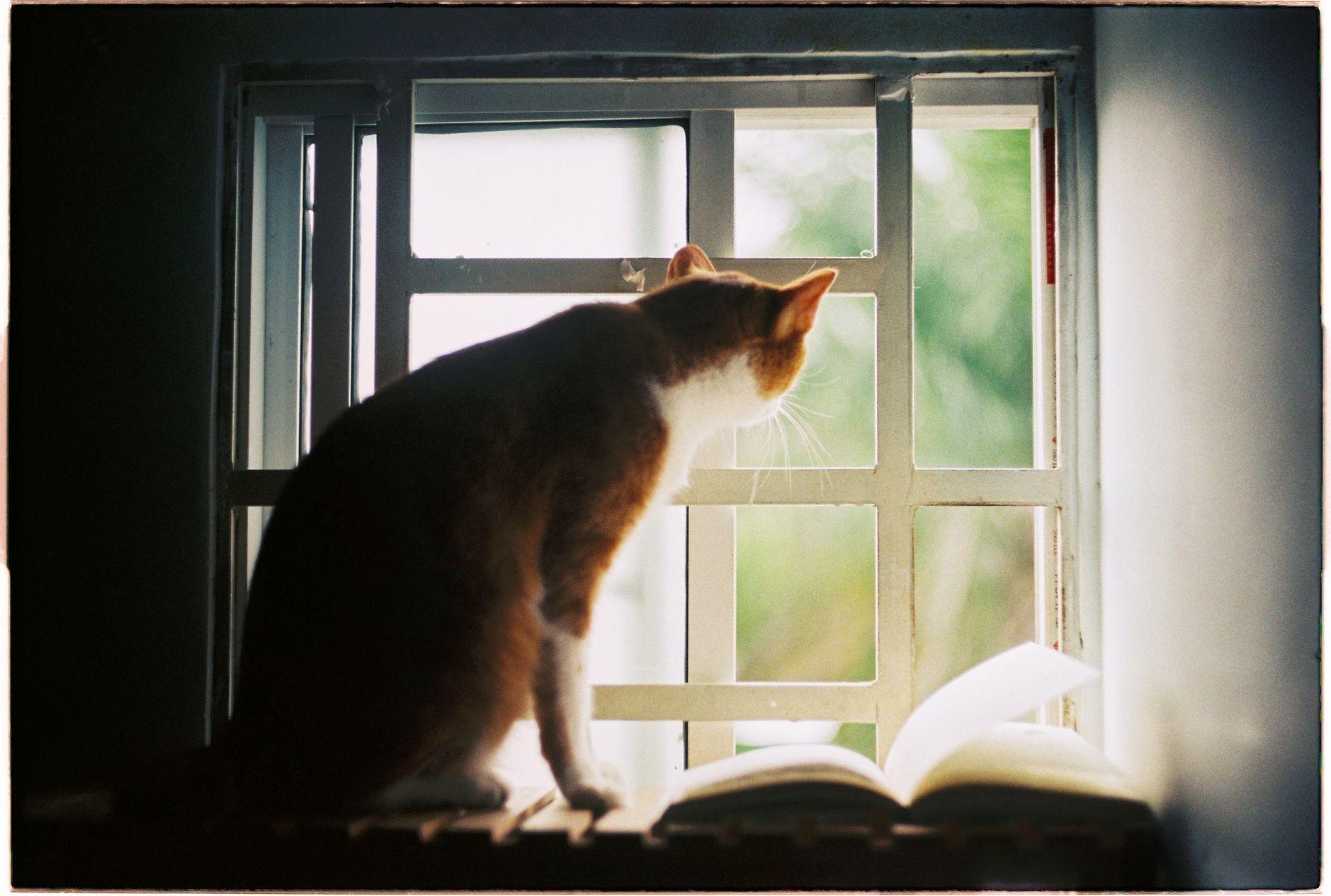 General visual reference for Conclusion and Cultural Legacy. Source: Pexels / Photo by Ánh Đặng / Pexels License / https://www.pexels.com/photo/orange-cat-sitting-by-the-window-16398478/