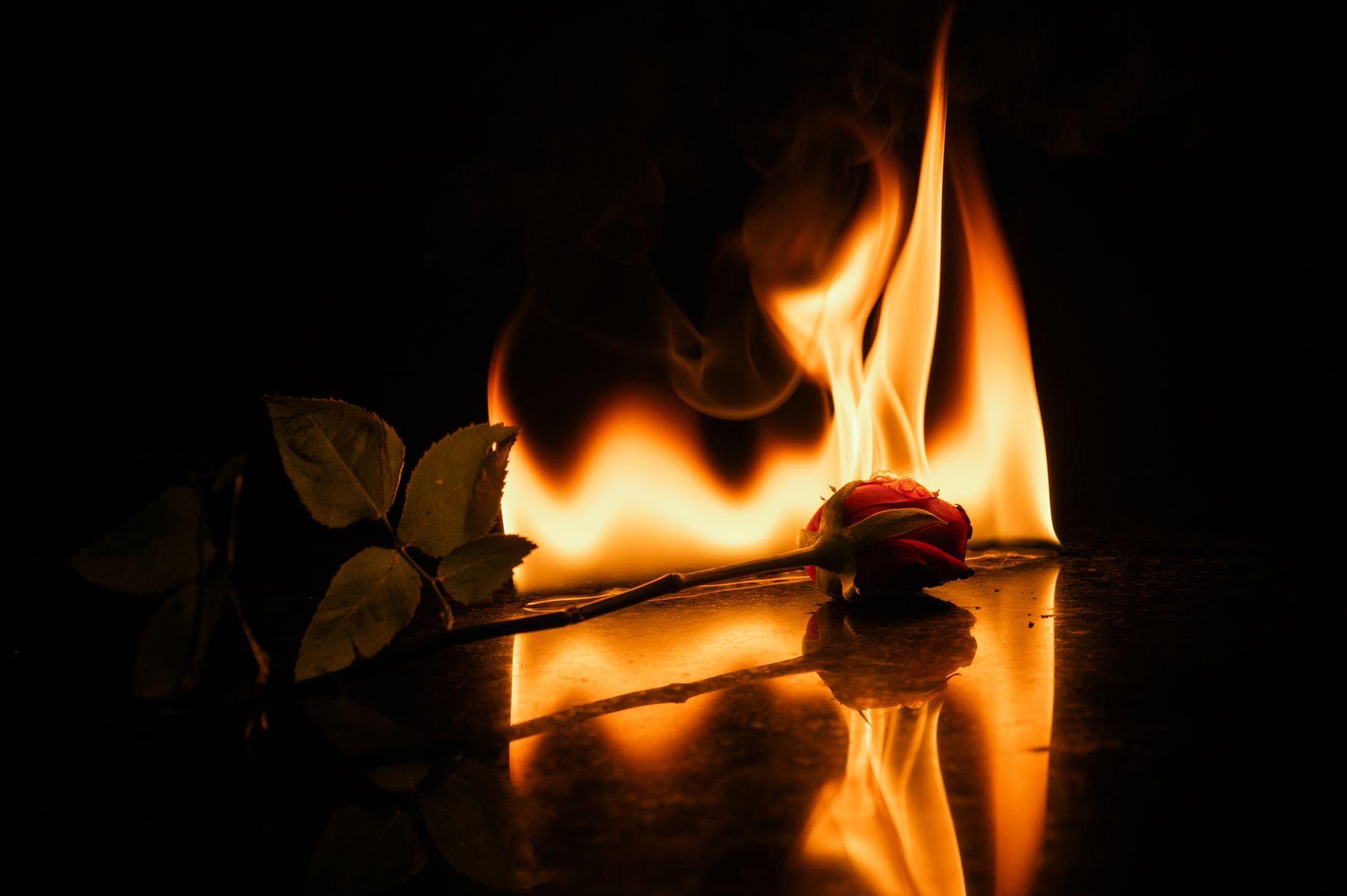 General visual reference for Navigating a Highly Competitive Market. Source: Pexels / Photo by Nikhil Manan / Pexels License / https://www.pexels.com/photo/dramatic-burning-rose-reflection-in-darkness-28920341/