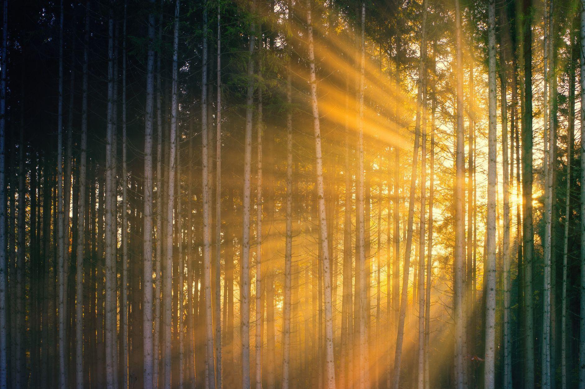 General visual reference for Coping with the Demands and Pressures of Fame. Source: Pexels / Photo by Johannes Plenio / Pexels License / https://www.pexels.com/photo/sun-rays-shining-through-trees-in-forest-during-sundown-4096864/