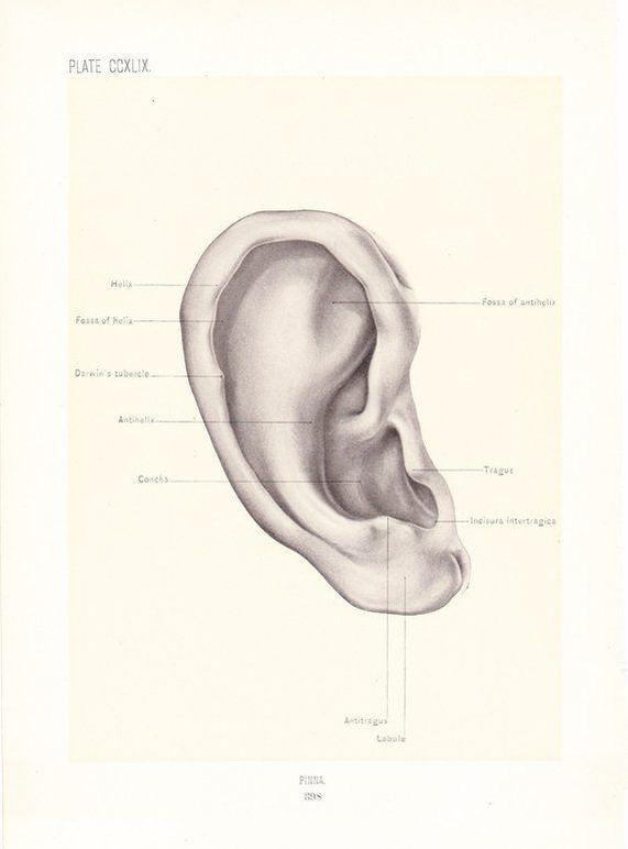 General visual reference for Historical Background and Discovery. Source: Google Images / www.pinterest.com / Google usage-rights filter; verify source license / https://www.pinterest.com/pin/1899-human-anatomy-print-ear-vintage-antique-medical-anatomy-art-illustration-for-doctor-hospita--422282902564909610/