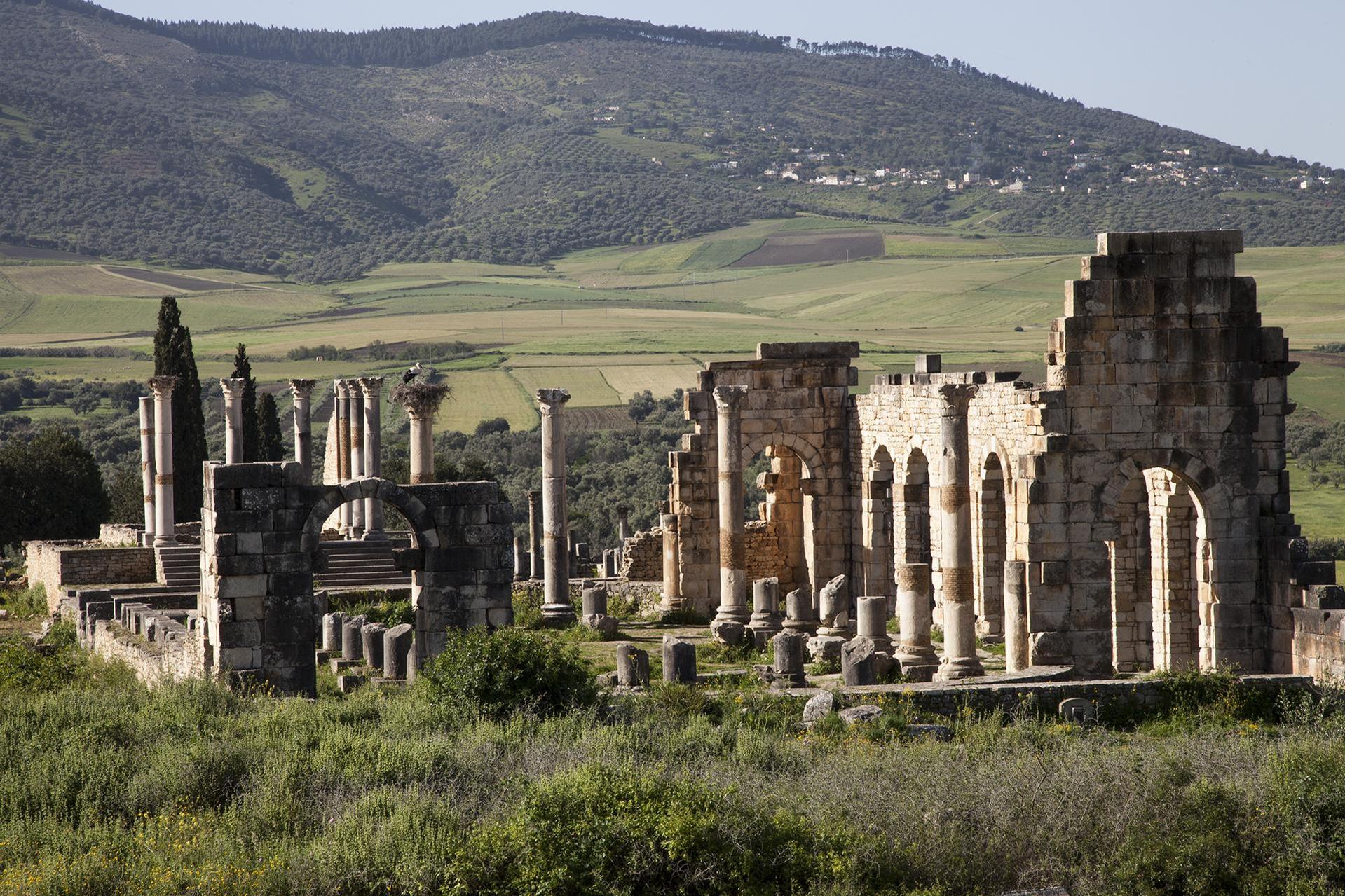 General visual reference for Ancient Roots and the Amazigh Heritage. Source: Google Images / en.wikipedia.org / Google usage-rights filter; verify source license / https://en.wikipedia.org/wiki/Volubilis
