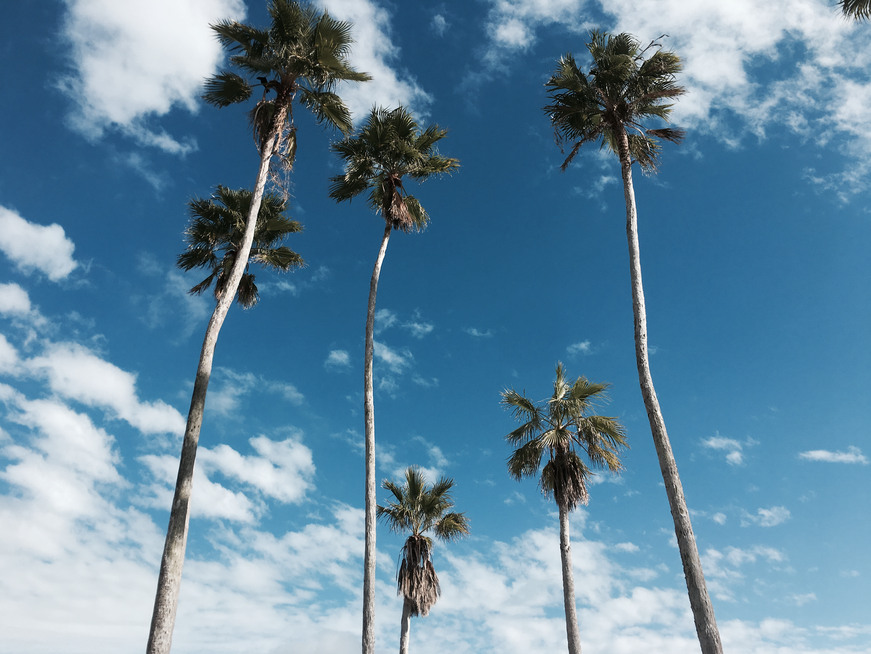 General visual reference for Professional Debut in the Rookie League. Source: Pexels / Photo by Jacob Moore / Pexels License / https://www.pexels.com/photo/beach-palm-tree-florida-7784452/