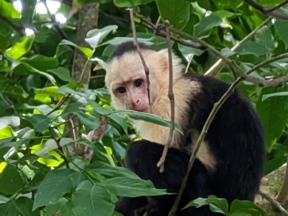 Manuel Antonio National Park.