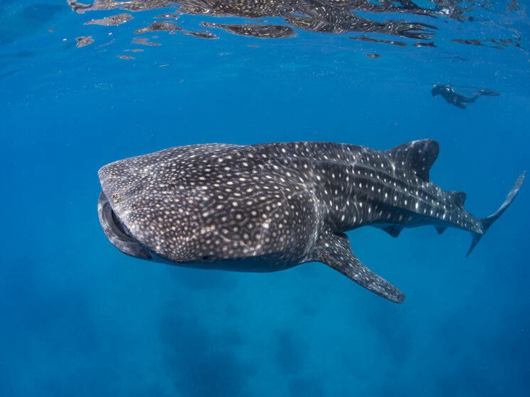 Whaleshark + sardines & tutrtle snorkeling