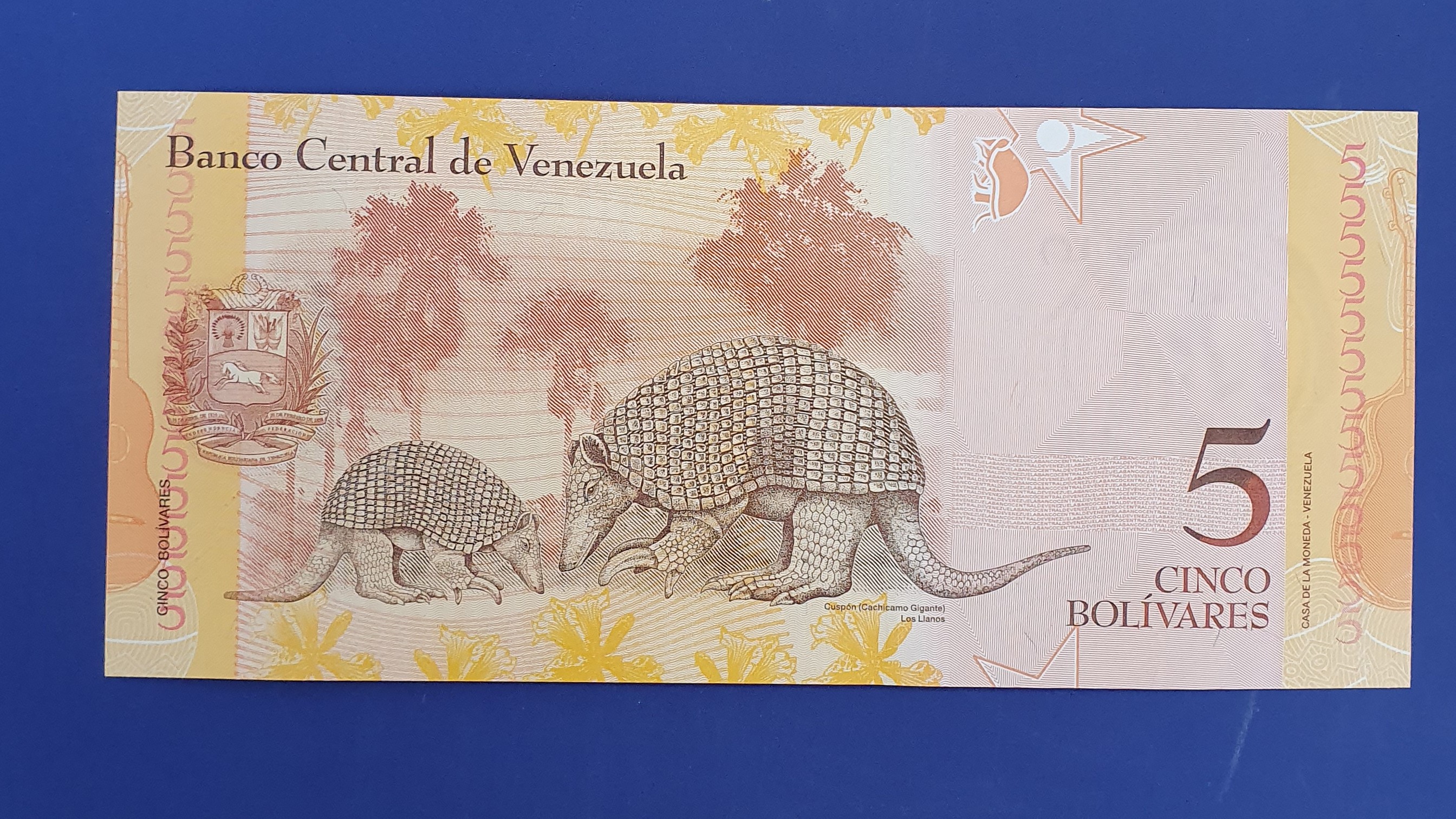 5 Bolivar back